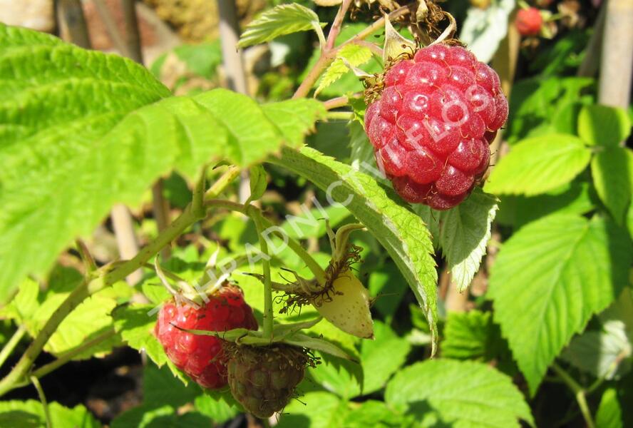 Maliník jednouplodící 'Rubín' - Rubus idaeus 'Rubín'
