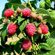 Maliník jednouplodící 'Rubín' - Rubus idaeus 'Rubín'