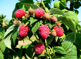 Maliník jednouplodící 'Rubín' - Rubus idaeus 'Rubín'