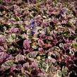 Zběhovec plazivý 'Burgundy Glow' - Ajuga reptans 'Burgundy Glow'