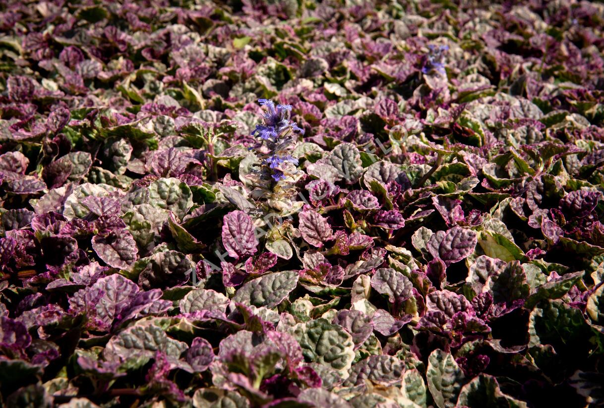 Zběhovec plazivý 'Burgundy Glow' - Ajuga reptans 'Burgundy Glow'