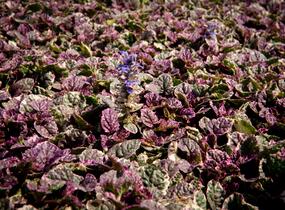 Zběhovec plazivý 'Burgundy Glow' - Ajuga reptans 'Burgundy Glow'