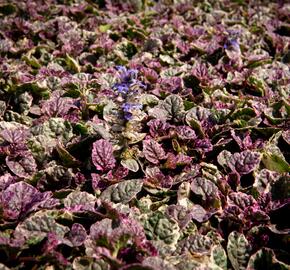 Zběhovec plazivý 'Burgundy Glow' - Ajuga reptans 'Burgundy Glow'