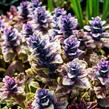 Zběhovec plazivý 'Burgundy Glow' - Ajuga reptans 'Burgundy Glow'