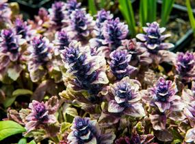 Zběhovec plazivý 'Burgundy Glow' - Ajuga reptans 'Burgundy Glow'