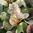 Zběhovec plazivý 'Burgundy Glow' - Ajuga reptans 'Burgundy Glow'