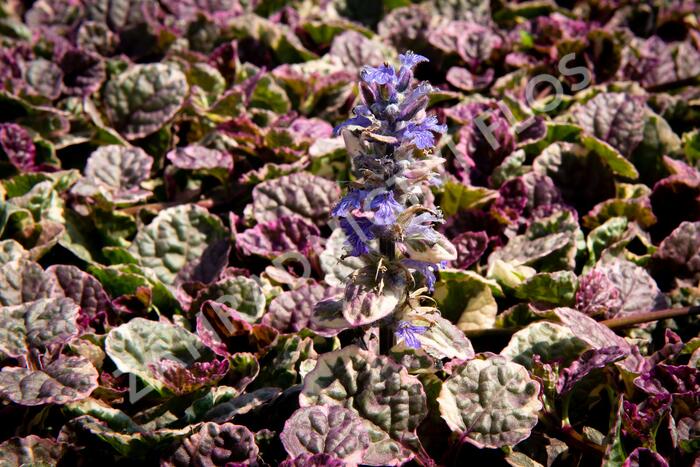 Zběhovec plazivý 'Burgundy Glow' - Ajuga reptans 'Burgundy Glow'