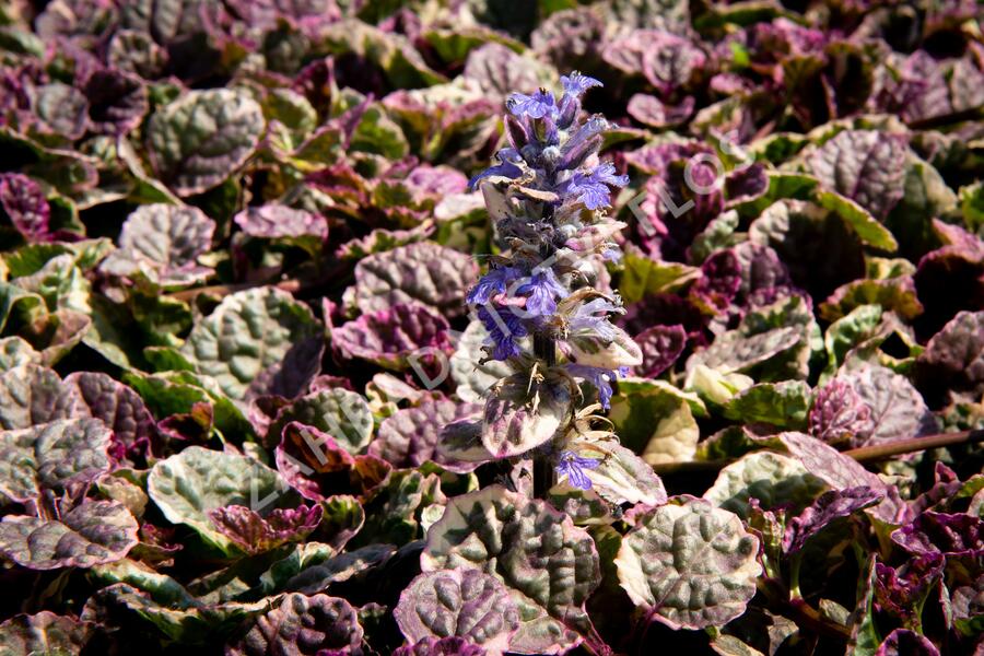 Zběhovec plazivý 'Burgundy Glow' - Ajuga reptans 'Burgundy Glow'