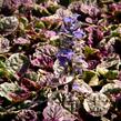 Zběhovec plazivý 'Burgundy Glow' - Ajuga reptans 'Burgundy Glow'