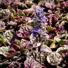 Zběhovec plazivý 'Burgundy Glow' - Ajuga reptans 'Burgundy Glow'