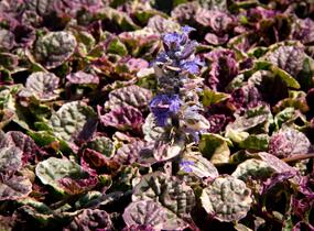 Zběhovec plazivý 'Burgundy Glow' - Ajuga reptans 'Burgundy Glow'
