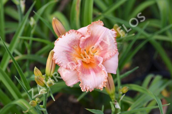 Denivka 'Martha Fawcett' - Hemerocallis 'Martha Fawcett'