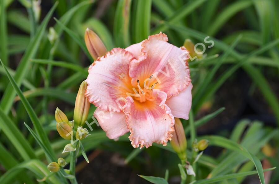 Denivka 'Martha Fawcett' - Hemerocallis 'Martha Fawcett'