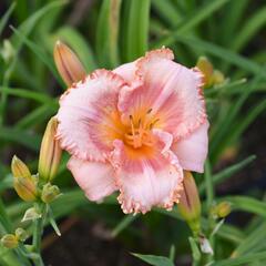 Denivka 'Martha Fawcett' - Hemerocallis 'Martha Fawcett'