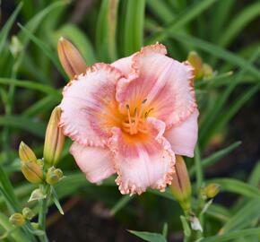 Denivka 'Martha Fawcett' - Hemerocallis 'Martha Fawcett'