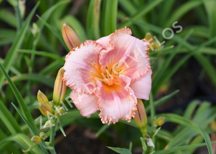 Denivka 'Martha Fawcett' - Hemerocallis 'Martha Fawcett'