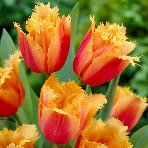 Tulipán třepenitý 'Lambada' - Tulipa Fringed 'Lambada'