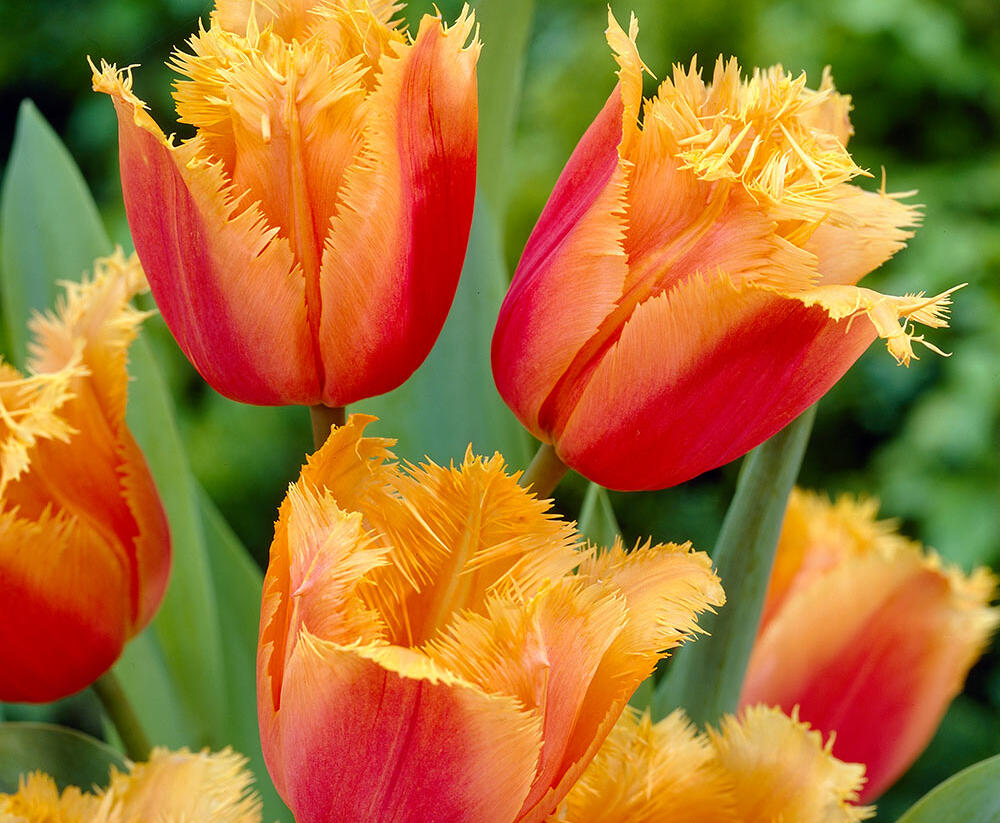 Tulipán třepenitý 'Lambada' - Tulipa Fringed 'Lambada'