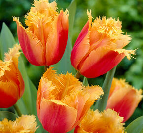 Tulipán třepenitý 'Lambada' - Tulipa Fringed 'Lambada'