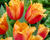 Tulipán třepenitý 'Lambada'
