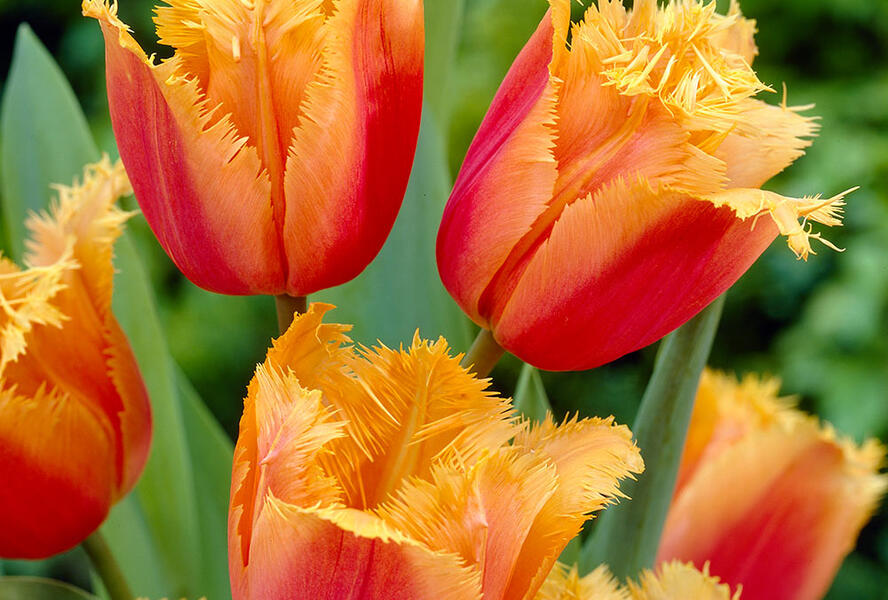 Tulipán třepenitý 'Lambada' - Tulipa Fringed 'Lambada'