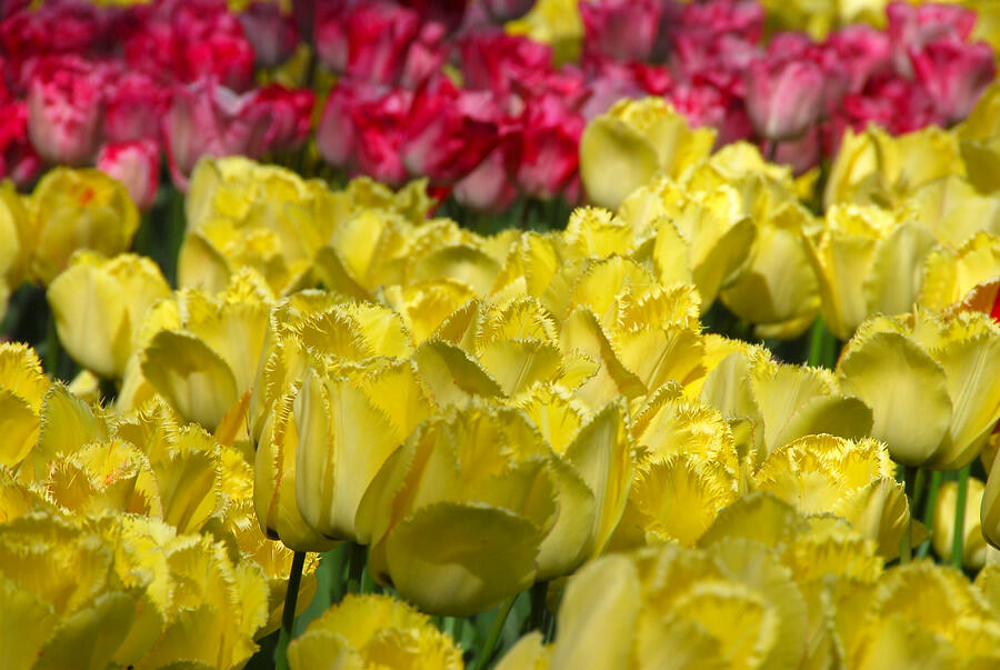 Tulipán třepenitý 'Hamilton' - Tulipa Fringed 'Hamilton'