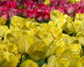 Tulipán třepenitý 'Hamilton'