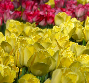 Tulipán třepenitý 'Hamilton' - Tulipa Fringed 'Hamilton'