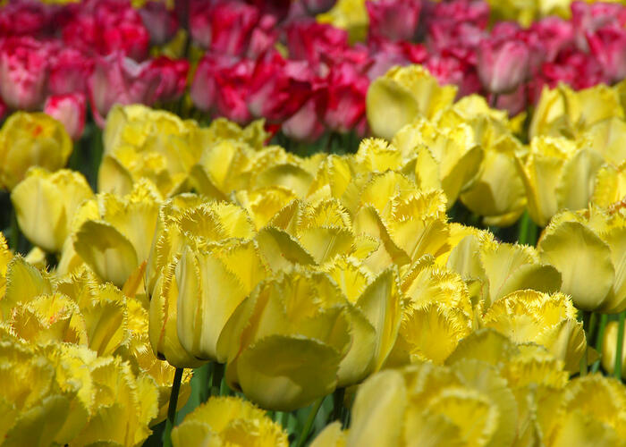 Tulipán třepenitý 'Hamilton' - Tulipa Fringed 'Hamilton'