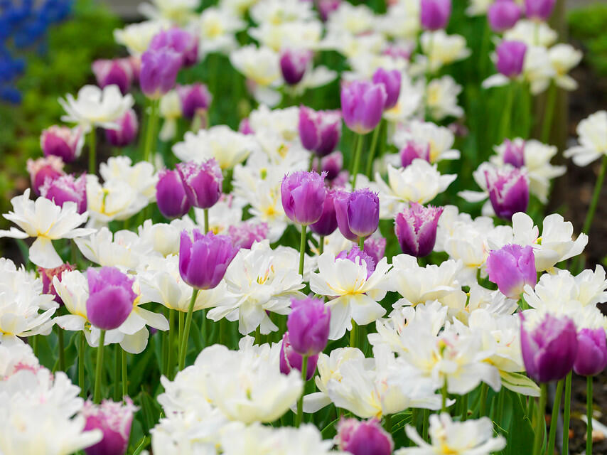 Tulipán třepenitý 'Cummins'® - Tulipa Fringed 'Cummins'