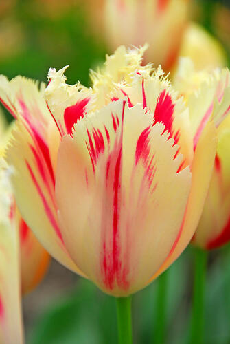Tulipán třepenitý 'Carrousel' - Tulipa Fringed 'Carrousel'