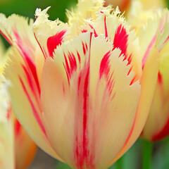 Tulipán třepenitý 'Carrousel' - Tulipa Fringed 'Carrousel'