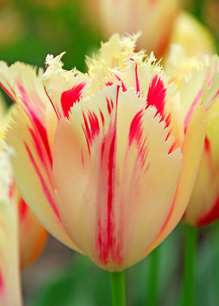 Tulipán třepenitý 'Carrousel' - Tulipa Fringed 'Carrousel'