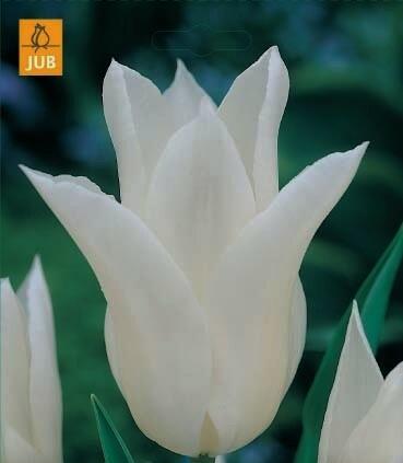 Tulipán liliovitý 'White Triumphator' - Tulipa Lily Flowering 'White Triumphator'