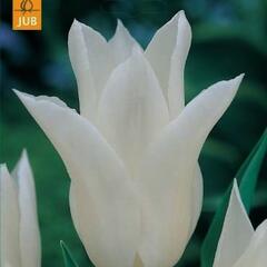 Tulipán liliovitý 'White Triumphator' - Tulipa Lily Flowering 'White Triumphator'