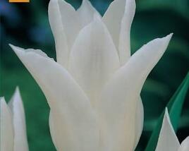 Tulipán liliovitý 'White Triumphator'