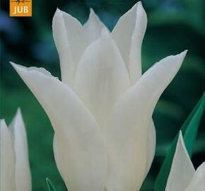 Tulipán liliovitý 'White Triumphator' - Tulipa Lily Flowering 'White Triumphator'