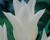 Tulipán liliovitý 'White Triumphator'