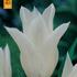 tulipan-liliovity-white-triumphator.jpg