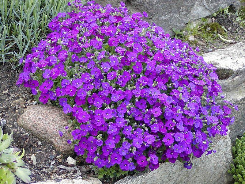 Tařička kosníkovitá 'Axcent Burgundy' - Aubrieta deltoides 'Axcent Burgundy'