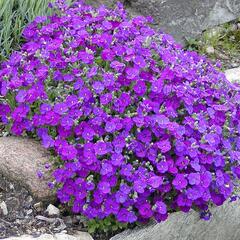 Tařička kosníkovitá 'Axcent Burgundy' - Aubrieta deltoides 'Axcent Burgundy'