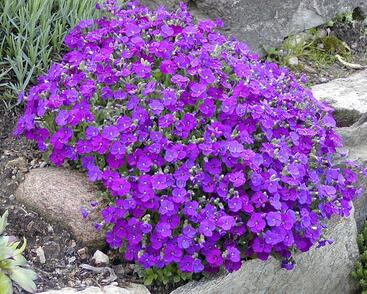 Tařička kosníkovitá 'Axcent Burgundy'