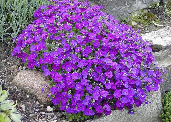 Tařička kosníkovitá 'Axcent Burgundy' - Aubrieta deltoides 'Axcent Burgundy'