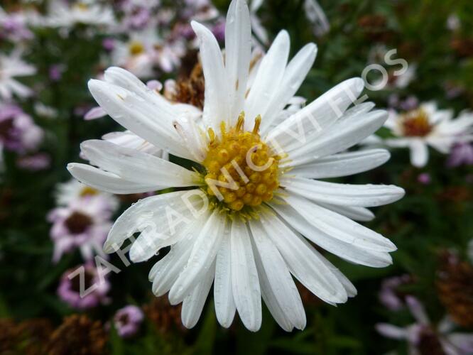 Hvězdnice novobelgická 'White Ladies' - Aster novi-belgii 'White Ladies'