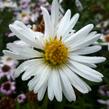 Hvězdnice novobelgická 'White Ladies' - Aster novi-belgii 'White Ladies'