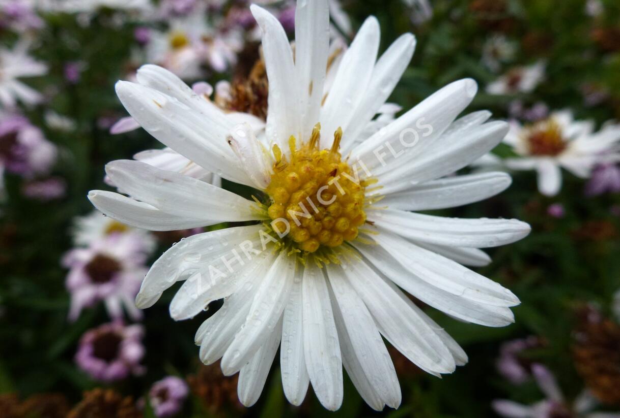 Hvězdnice novobelgická 'White Ladies' - Aster novi-belgii 'White Ladies'