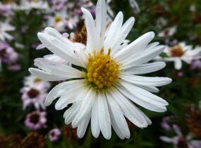 Hvězdnice novobelgická 'White Ladies' - Aster novi-belgii 'White Ladies'