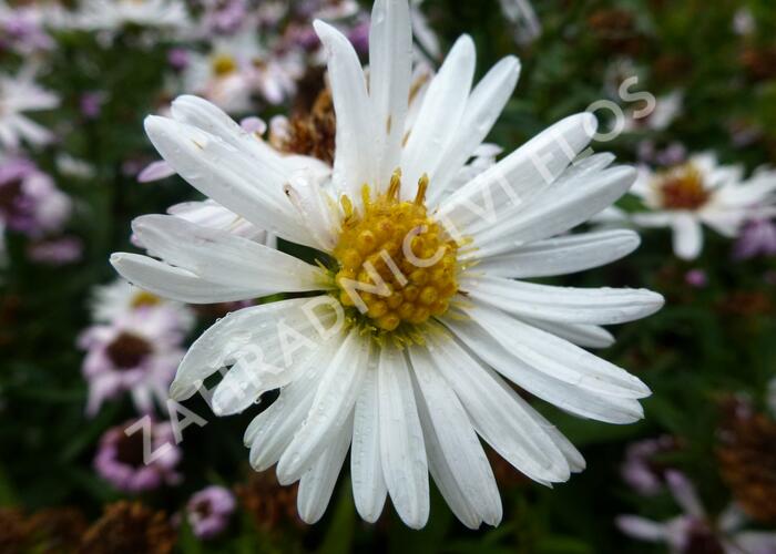 Hvězdnice novobelgická 'White Ladies' - Aster novi-belgii 'White Ladies'