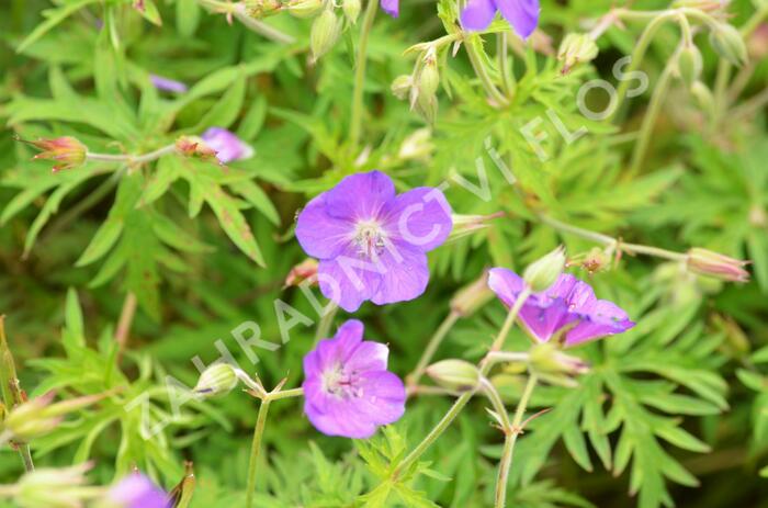 Kakost 'Kashmir Pink' - Geranium clarkei 'Kashmir Pink'