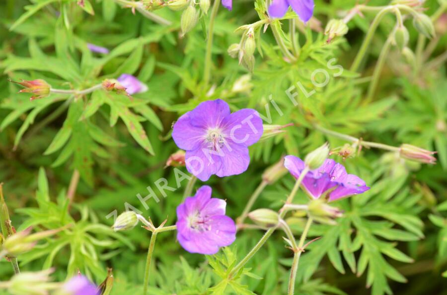 Kakost 'Kashmir Pink' - Geranium clarkei 'Kashmir Pink'